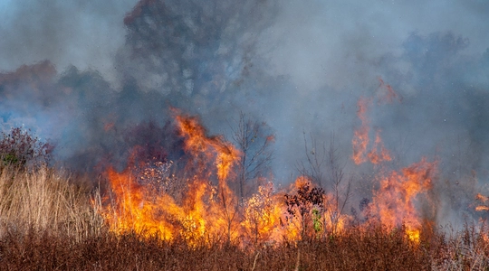 brush fire