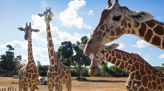 Giraffes