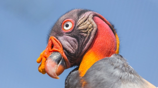 The King Vulture