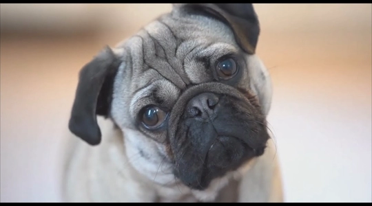 Video thumbnail: Hollywood Pet Adoption Event Helps Pets Find Forever Homes
