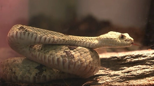 Video thumbnail: Rattlesnakes in L.A.: What You Need to Know
