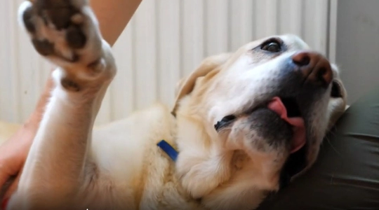 Video thumbnail: Fleas Can Make You Sick: LA Animal Services Warning