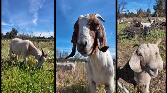 Video thumbnail: LA’s New Firefighters Are Simply the G.O.A.T.