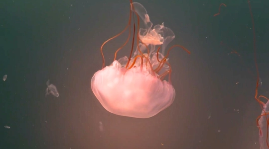 Video thumbnail: Inside the Brand-New Jelly Lab at Cabrillo Marine Aquarium