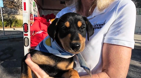 Video thumbnail: Paws, Presents, and Second Chances for L.A. Shelter Dogs