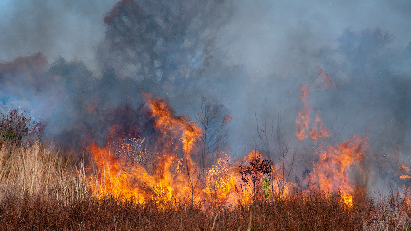 brush fire