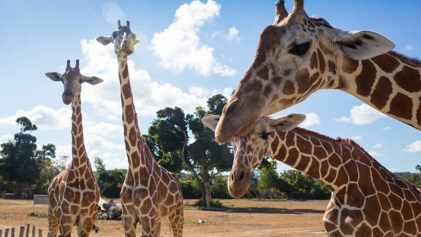 Giraffes