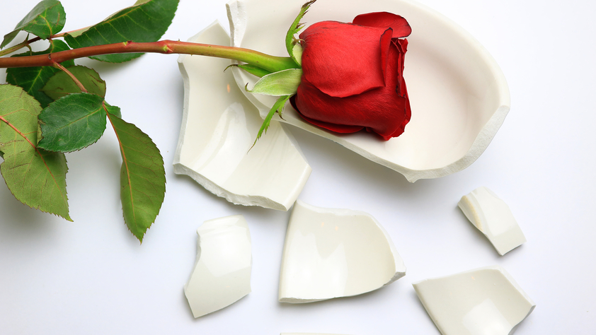Rose on Broken Plate